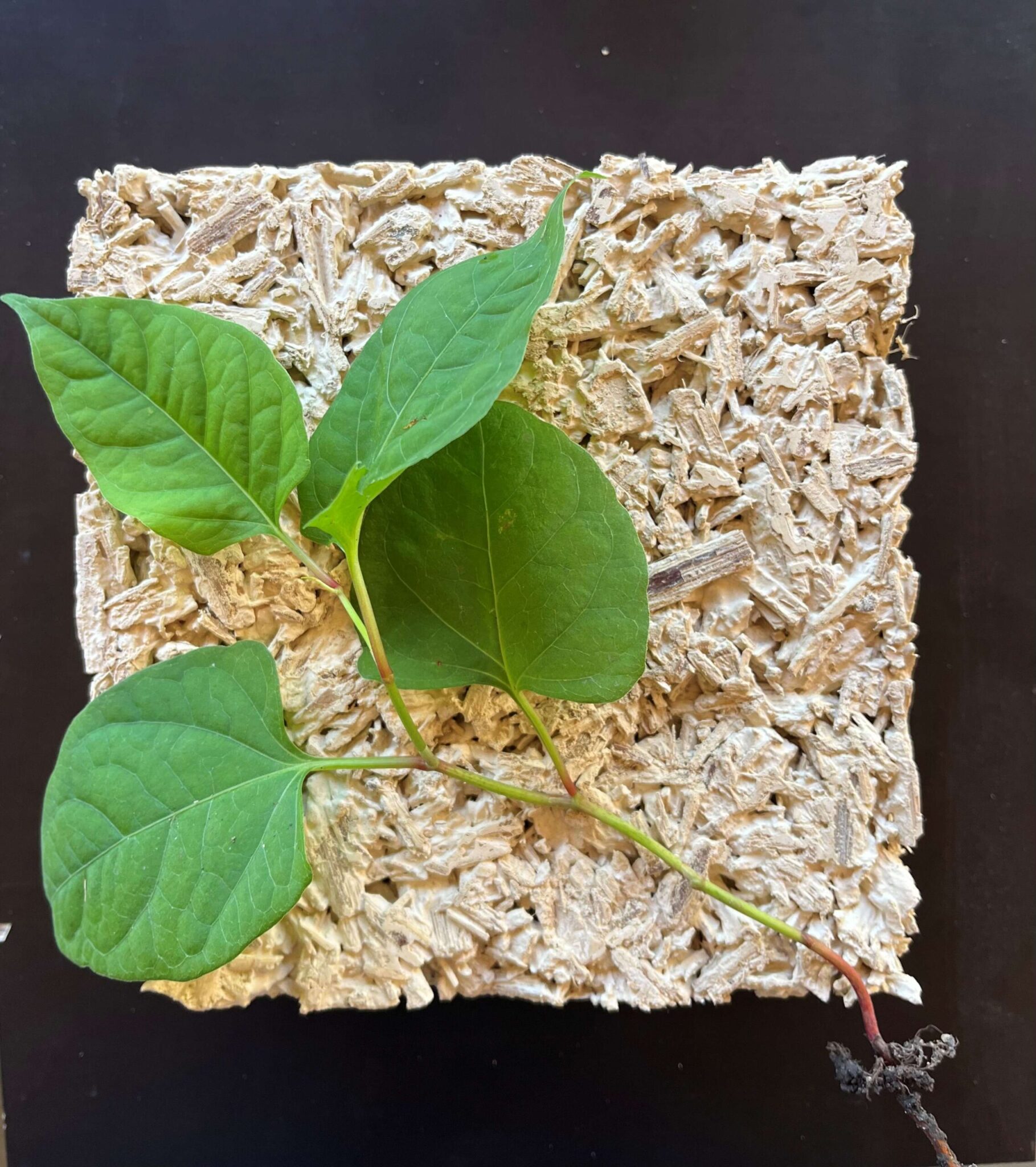 [DÉFI’25 FTI] Origo – Valoriser une plante invasive en matériau d’isolation